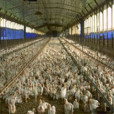 Bangunan Peternakan Ayam Rangka Ruang Struktur Baja Pracetak Profesional