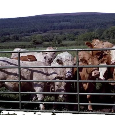 Rumah Unggas Struktur Baja Kustom dengan Pemasangan Cepat