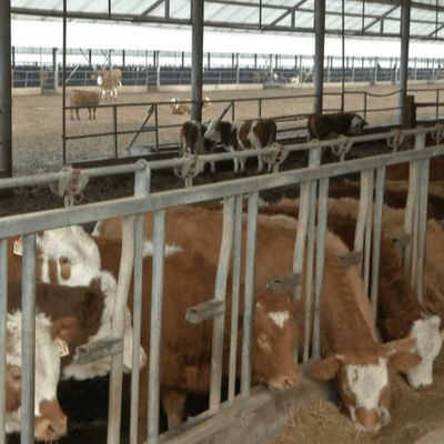 Rumah Unggas Struktur Baja Kustom dengan Pemasangan Cepat