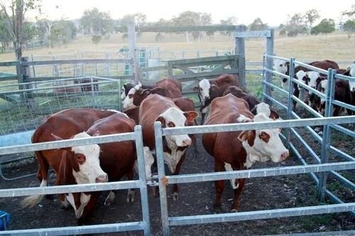 Rangka Ruang Baja Lapis Bubuk dengan Ketahanan Seismik Tinggi dan Cocok untuk Proyek Infrastruktur Skala Besar